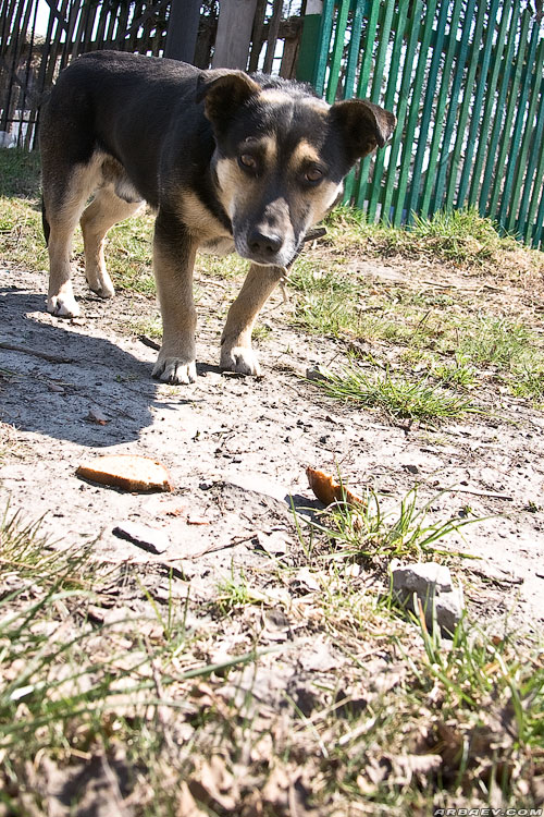 Локоть
